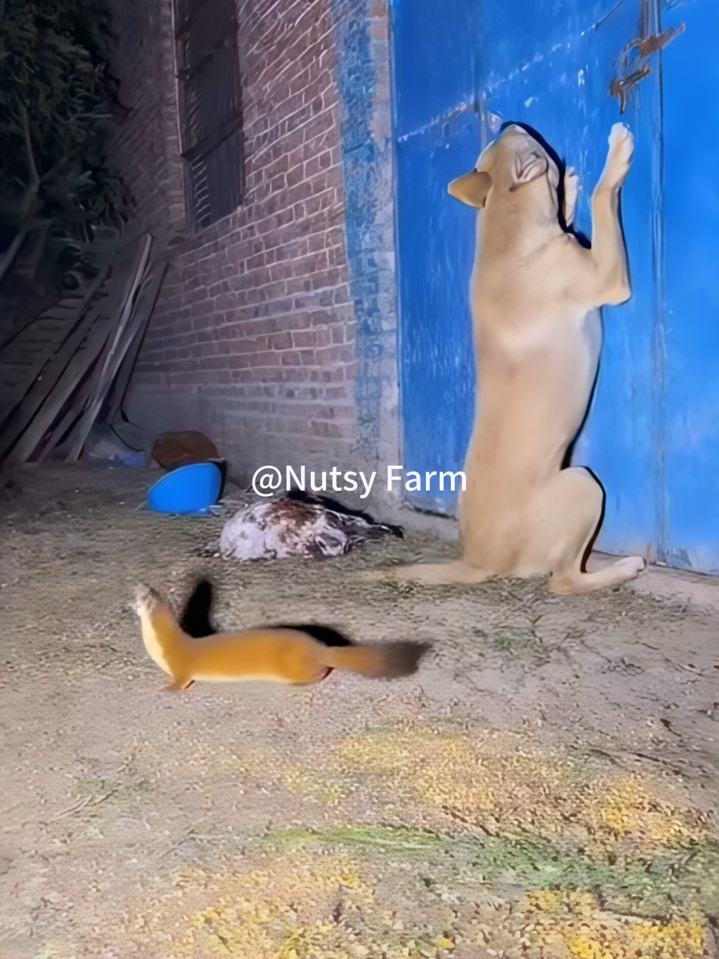 The weasel killed a chicken! The dog was scared but stuck to guarding the henhouse gate! The goose rushed over and took it down in one move!