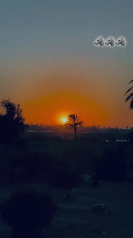 #الديب🐺 #المنيا_اسيوط_سوهاج_قناا_الاقصر_اسوان_ #خيل_عربي_اصيل #الصعيد_يا_دولة #جعافره_ولنا_فى_قمه_المجد_رايات515✌🏾🚫 