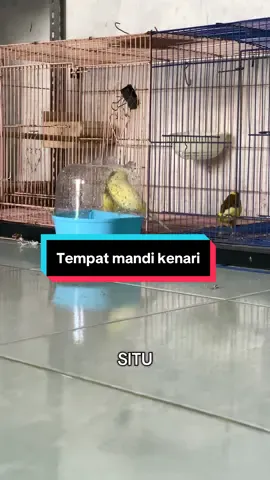 Habis kopag lanjut mandikan kenari simple gk pakee air tumpah 🤣 #renjanabirdfarm #kenariyorkshireindonesia #magetan 