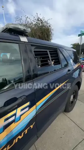 kucing ke 2 sedang terancam 🗿 #dubbing #kucing #foryou #fyp #meme 