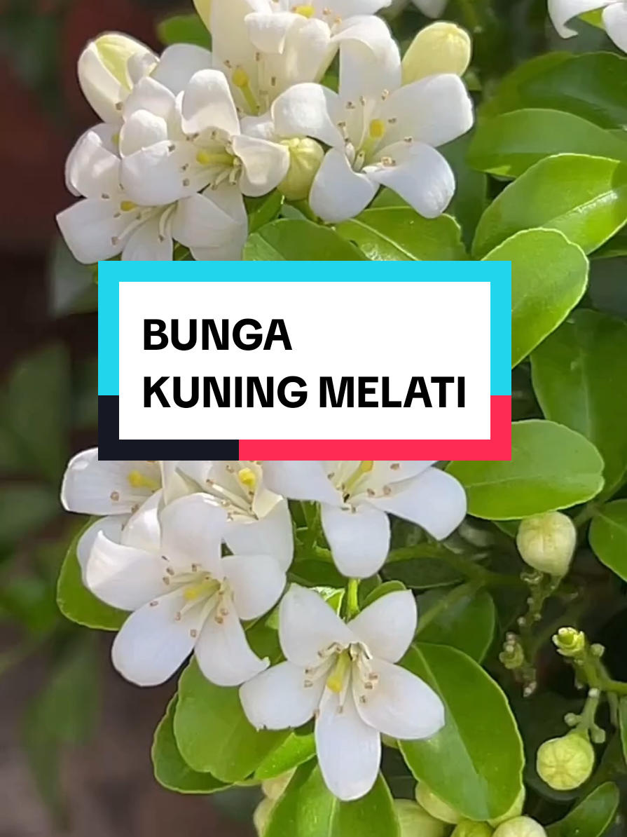 #bungakemuning #kemuningmelati #fyp #bungamelati #tanamanhias 