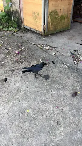 #quạ #chimcanh #tuananhtocdai #anhhighfishing 