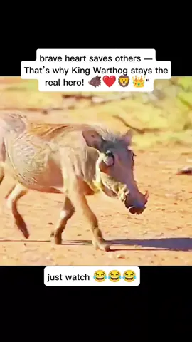 brave heart saves others — That’s why King Warthog stays the real hero! 🐗❤️🦁👑🤣🤣🤣🤣🤣🤣🤣#KingWarthog #RealHero #BraveHeart #WildlifeMoments #ViralVideo