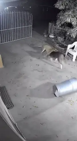 🐕🐆#dog #foryou #viral #tiktok #CapCut 