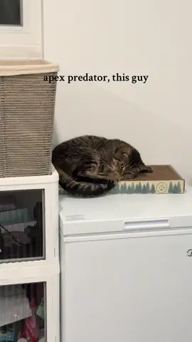 Fr tho doesn’t it hurt when he catches his tail?