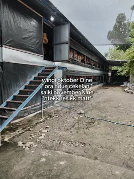 #CapCut resik sak kabehane#ayambroiler #peternakmuda #foryou #lewatberanda 