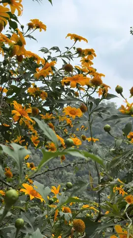 Paj iab tawg tawg lawm og #khosiab #tusiab 