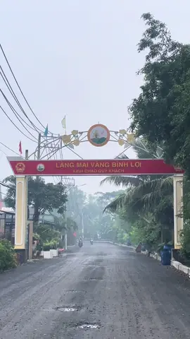 Nghe nhạc nôn Tết liền😃 Làng mai vàng Bình Lợi chào đón Tết🌿#huyenbinhchanh #xatannhut #hoamai #tet #langmaibinhloi 