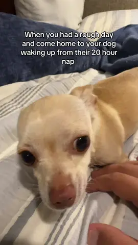 I can’t be bothered 😭 #fyp #trashygas #gio #emmy #dog 