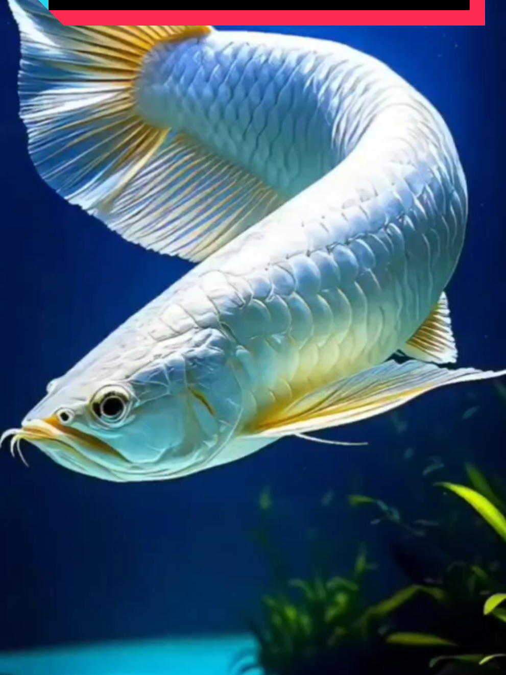 Bintang Kehidupan*Nike Ardila* #lagupopindonesia#keroncongklasik#keroncongmodern 