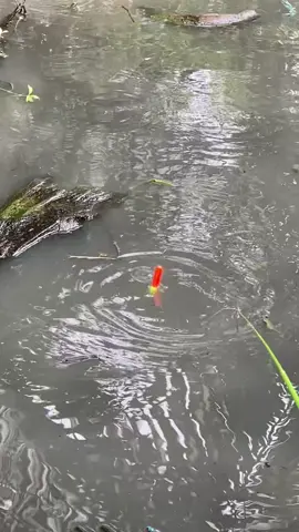 Bị cá nó gạt quài ta😁😁#caucarodong #cauca #xh #capcutamor #❤️ 