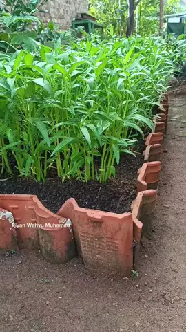 Cara menanam kangkung