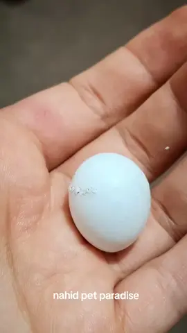 ডিম ফেটে কবুতরের বাচ্ছাটা বের হয়ে আসছে দেখুন🐣💖 #trending #bdtiktokofficial #foryou #millionviews #pigeon 