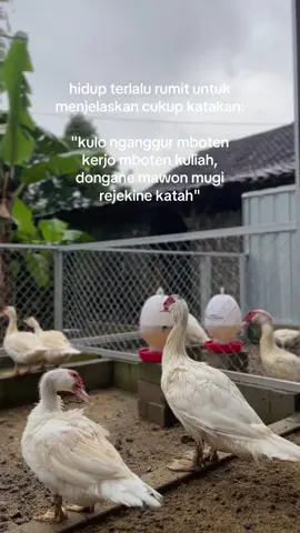 Kuliah apa kerja? #lawuduck #muscovyducks #entokjumbo #peternakmuda #karanganyar24jam 