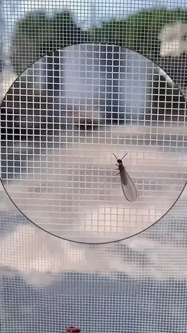 Com a crescente presença de mosquitos, considere instalar esta tela mosquiteira sem furos em suas janelas.#tiktokshop #goodthing #fyp 