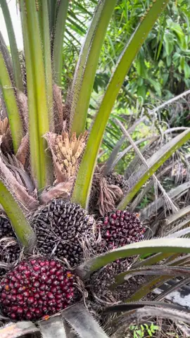 Kalau ngeliat yang begini, rasanya pengen nambah 1500 pokok lagi 😁 #sawit #sawitontiktok #tiktok #masukberanda #fyppppppppppppppppppppppp 