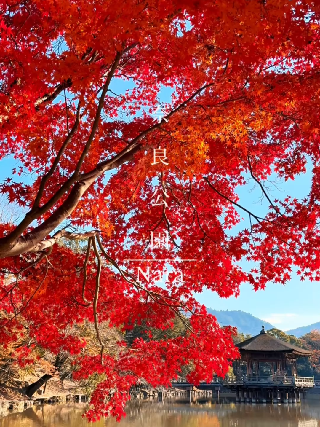 奈良へ最後の秋のお散歩に行ってきました🍂 今年は紅葉が遅れているからまだ真っ赤なモミジを見ることができました🍁 とはいえ、もう本当に終わりかけかな？？同時に冬の気配も感じる朝になりました☀️ これからは本格的に冬が始まりますね☃️  #奈良公園 #奈良観光 #日本の秋 #紅葉スポット #nara #japan #autumn #🍂 #🍁 #🇯🇵