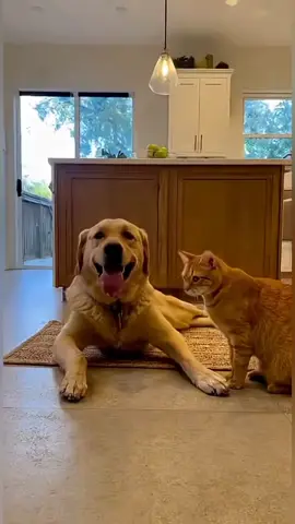 #funnyvideos #trending #foryoupage #viral #fyp 