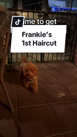 My little muppet looks like a teenager now 😭 but I love it!! @PetSmart #grooming for the win 🎉#puppy #firsthaircut #puppytiktok #poodle 