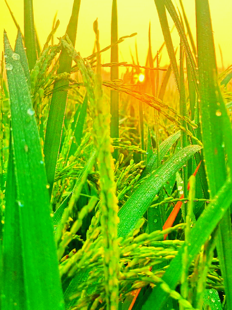 শীতের মনোমুগ্ধকর প্রকৃতি কুয়াশায় ঘেরা সুন্দর ধানক্ষেতের দৃশ্য🌾🍃🥶 #view #natural #nature4cx #beautyofnature #nature #গ্রামবাংলা #4k #শীতকাল #শীতেরসকাল #winter #music #ধানক্ষেতে 