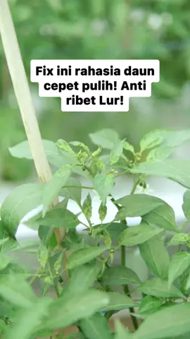 Daun keriting pulih tanpa ribet? Bisa banget! Solusinya ada di keranjang kuning ya, Lur. Checkout sekarang! #petani #petanicabai #fulka