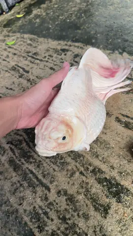 ngủ ngon nha cậu huhu #cadep #cácanh #ngamca #thuysinh #cakieng 