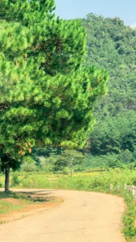 Pleiku xinh 🍃 #tourmangdenchill #pleiku #chill #dulich #xuhuong 