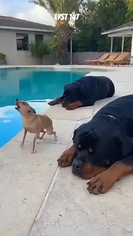 Chú Chó nhỏ bị anh lớn quẳng xuống hồ bơi vì tội làm phiền. #dongvat 