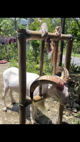 Domba Aing😃 #jajalonnonpoel #dombagarut 