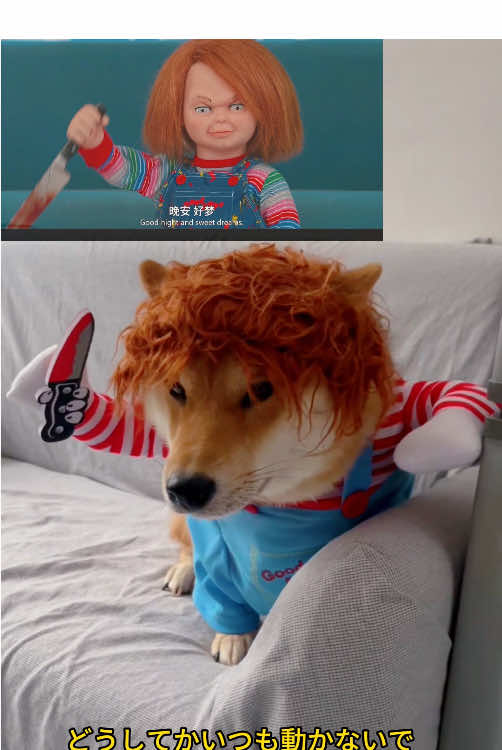 うちの犬はこの服を変えてこうして私を見て#ペット#猫#犬#衣服#cos