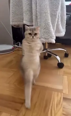 Cheio de problema na mente 😂 #cat #viral #fyp #sora2 