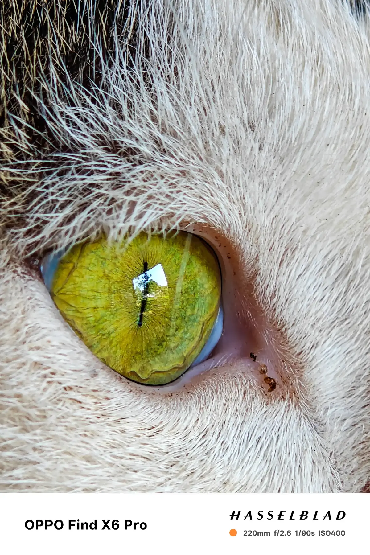 oppo find x6pro chụp còn đẹp thời điểm hiện tại không🥰  #oppo #xuhuong #oppofindx6pro  #photography #macro 