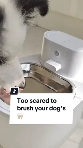 Get this Dog Mouthwash to avoid bad breath 😱🐶