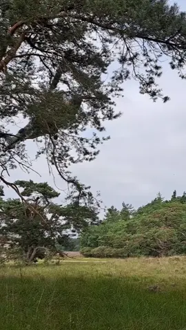 #pakistani #pakistanarmy #pakistanarmyzindabad 