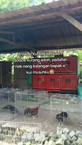 ihik crit😭🤣#salamsatuhobi #fyp 