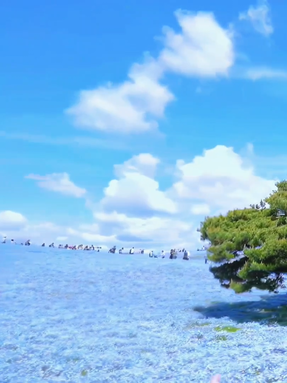 Giữa biển hoa rộng đến mức không thấy điểm cuối, bạn có từng ước mình cũng nhẹ nhàng như một cánh nhỏ trong gió không?  #flowers #sunset #chill #healing #fyp 