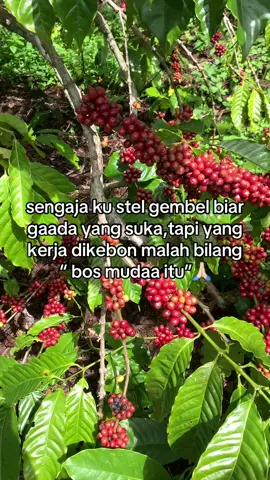 #petaniindonesia🇮🇩🇮🇩🇮🇩🌿🌿 #petanimilenial #kopilampung #fyppppppppppppppppppppppp 