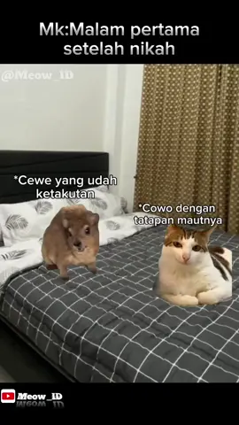 Benda ape tuh woy😹😹#memekucing #kucinglucu #meme #fyp #viral 