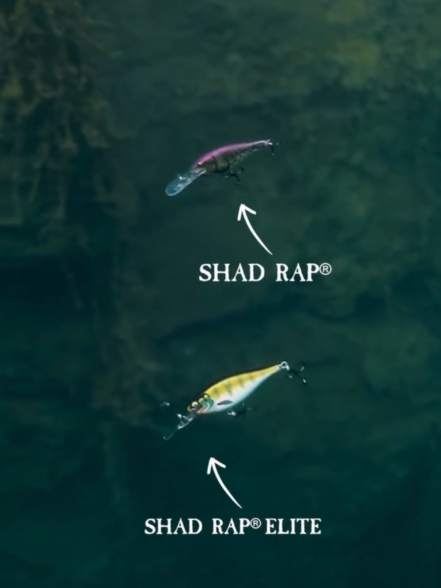 Shad Rap® vs Shad Rap® Elite🔥 Can you spot the difference 👀? #rapala #rapalafishing #rapalalures #fishing #memancing