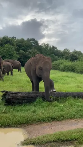 A different vibe.❤️😘#FunkNoCapCut #Funk #Biscoitocut #tuwarisam #❤️😫🦋 