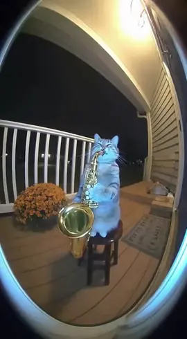 #cat #saxophone #ringdoorbell #sora #AI