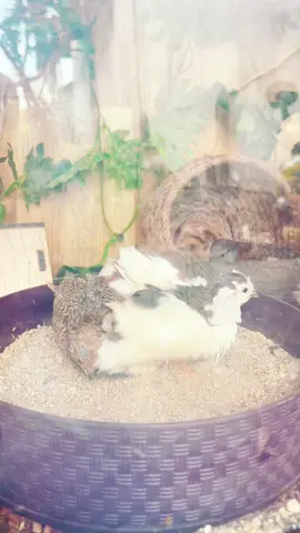 Gà Rutin có tắm không,và tắm như thế nào?trong clip này sẽ có câu trả lời!#anh2bi #77binhdinh #gà_rutin #trứng_gà_rutin #gàđẹp 