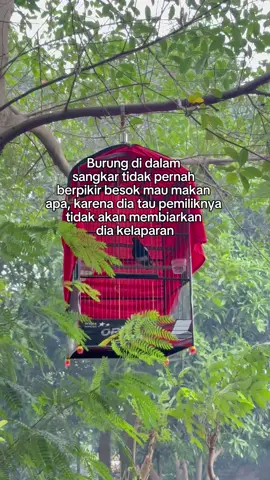 #CapCut #kacermaniaindonesia #kicaumaniaindonesia #fyp 