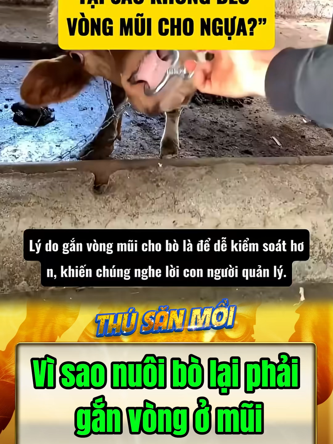 Vì sao nuôi bò phải đeo vòng ở mũi #funnyanimals #kienthuc #khampha #thuvi #dongvat #nuoibo
