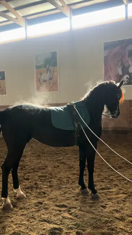 💨#fyp #chicago #horse #arab #november @al sakab 