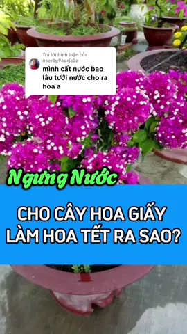 Trả lời @user3g96orjc2z Ngưng nước cho cây hoa giấy làm hoa tết ra sao? #tet #cayhoagiaybonsai #bonsaikhoatruong #bao #caymaivang 