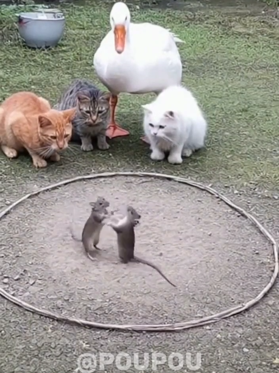 Di sore hari #fyp #viral #kucing #oyen #UFC 