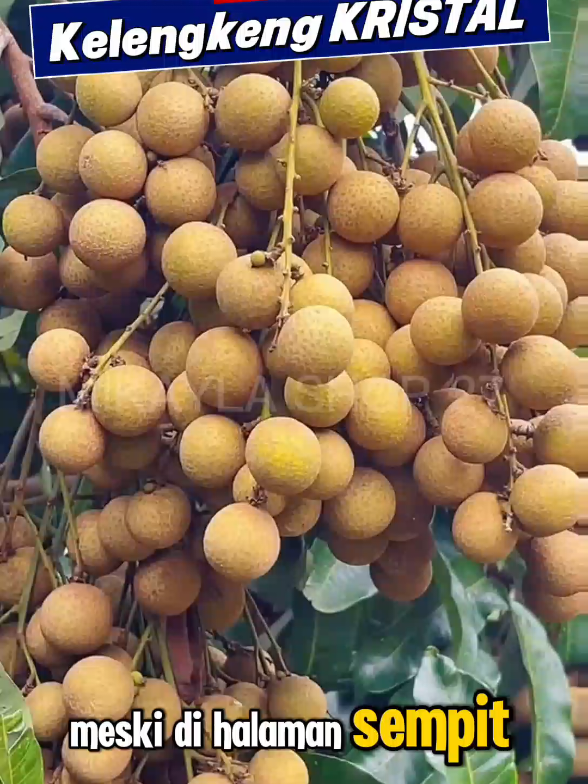 bibit kelengkeng new kristal murah #kelengkeng #fyp 