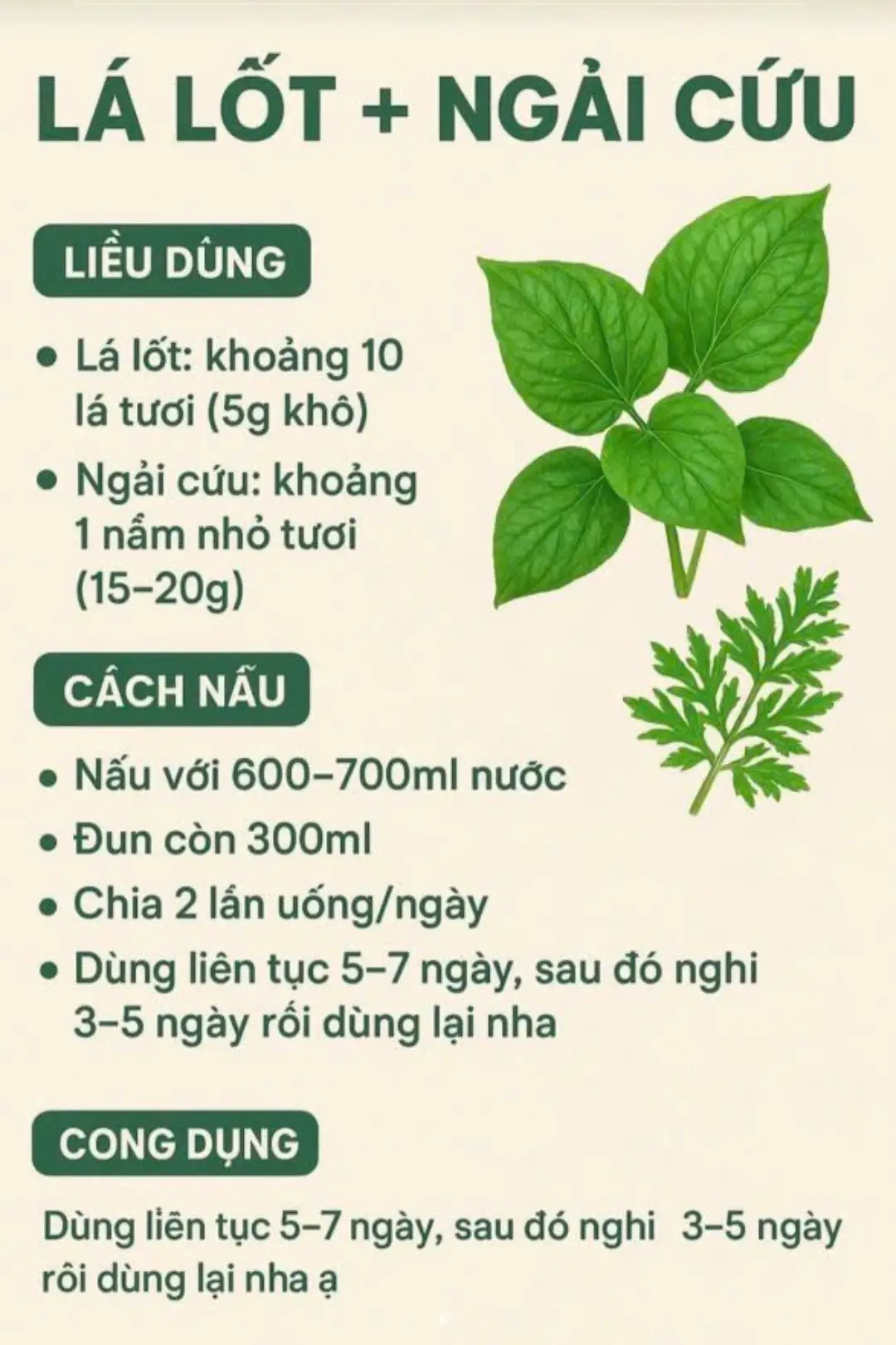 Lá lốt và ngải cứu có tính ấm, giúp tán hàn – giảm đau – thông kinh lạc. Gừng tươi tăng cường lưu thông máu. Khi rang nóng cùng muối trắng, hỗn hợp giúp giữ nhiệt lâu, giảm đau lưng, đau vai gáy, đau khớp cực tốt. #lalot #baitbuocdangian #thaoduoc 