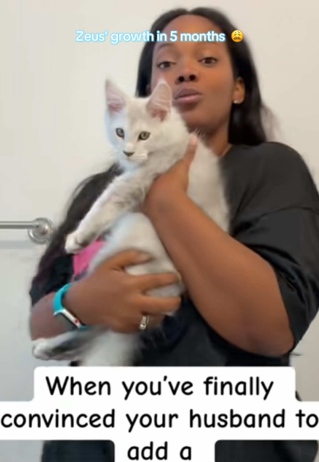 They grow up too quick 🥺 #mainecoon #kitten #timeflys #catmom @ZeusTheMaineCharacter 